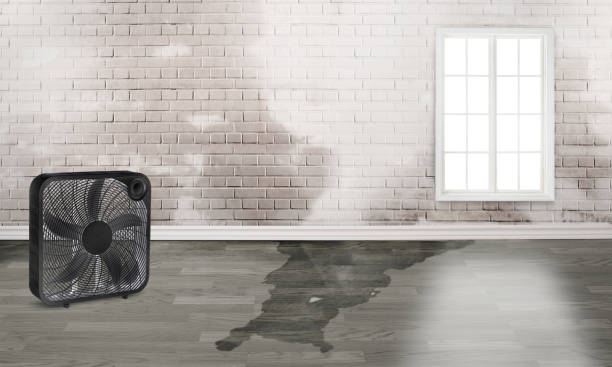 Best Ceiling water damage repair  in Snyder, TX